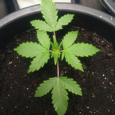 Satori growlog timeline photo