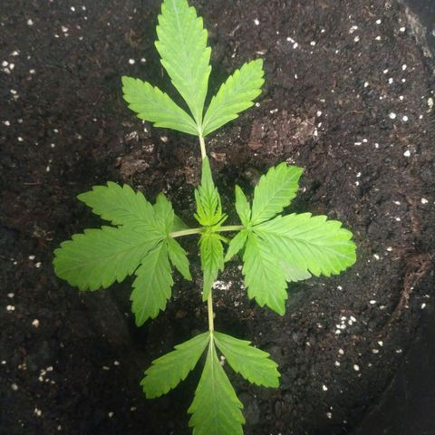 LSD growlog timeline photo