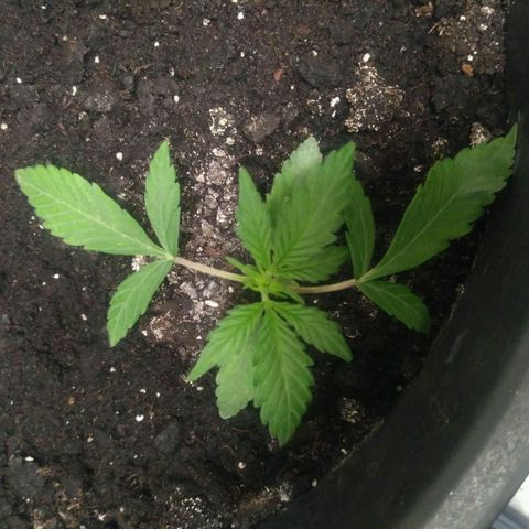 Tutankhamon growlog timeline photo