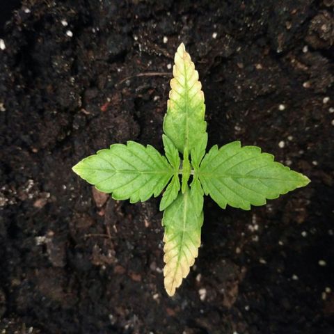 AK 47 Auto growlog timeline photo
