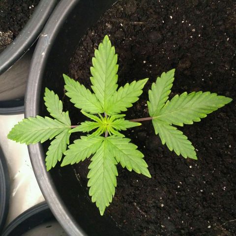Satori growlog timeline photo