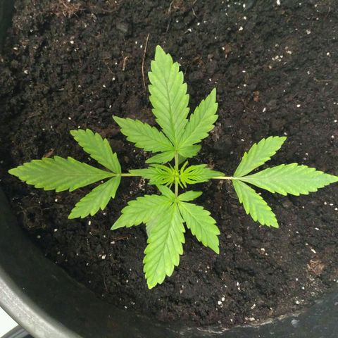 LSD growlog timeline photo