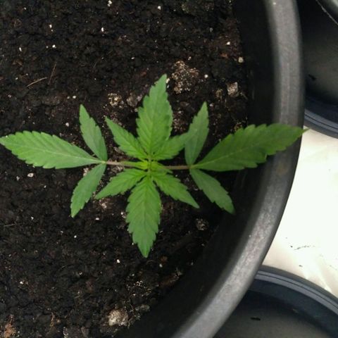 Tutankhamon growlog timeline photo