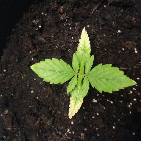 AK 47 Auto growlog timeline photo