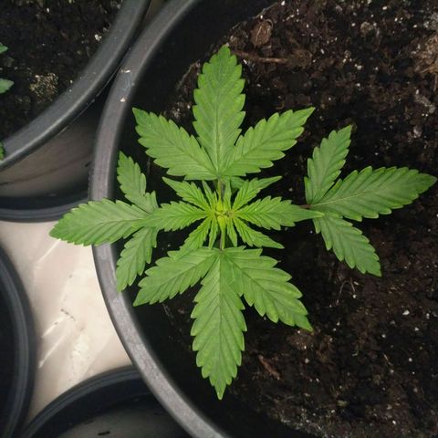 Satori growlog timeline photo