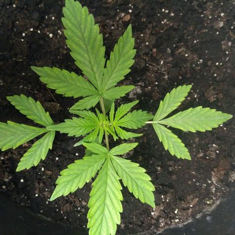 LSD growlog timeline photo