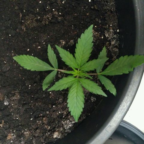 Tutankhamon growlog timeline photo