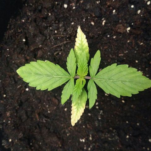 AK 47 Auto growlog timeline photo