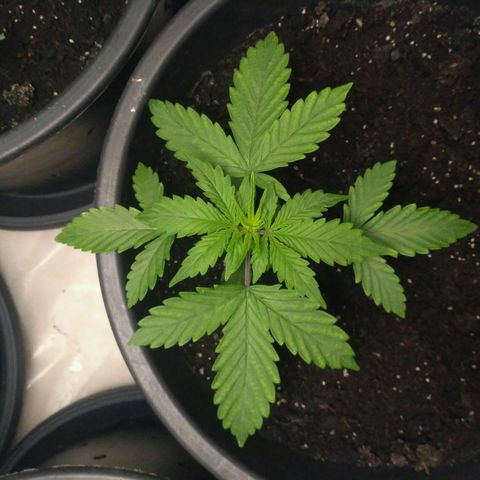 Satori growlog timeline photo