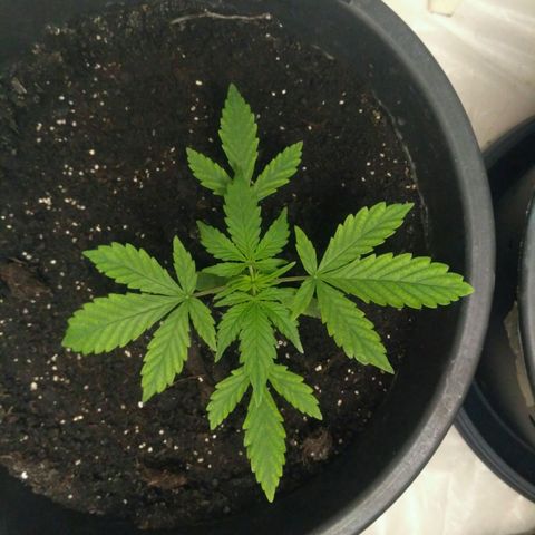 LSD growlog timeline photo