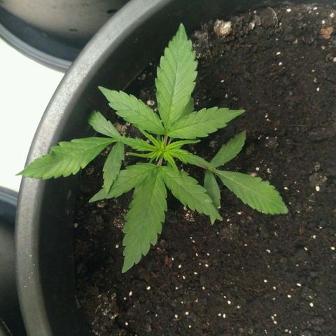 Tutankhamon growlog timeline photo