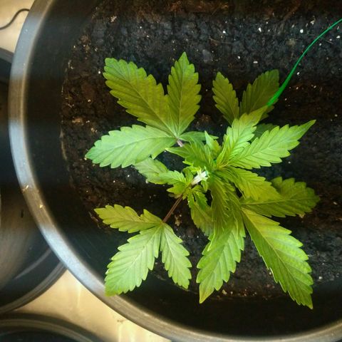Satori growlog timeline photo