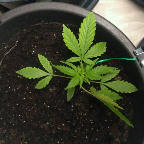 LSD growlog timeline photo