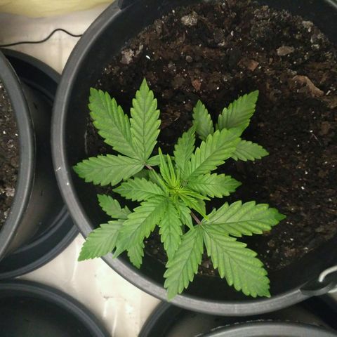 Satori growlog timeline photo