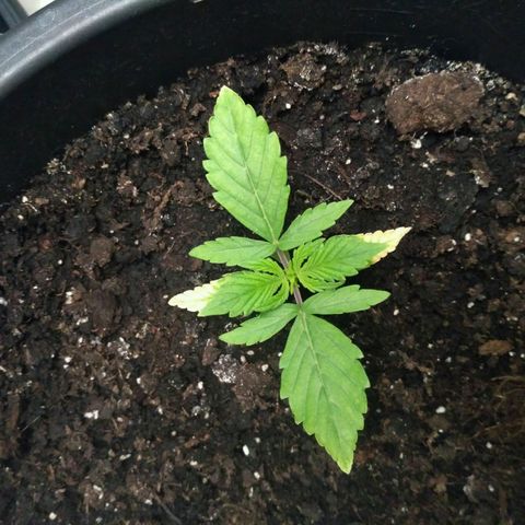 AK 47 Auto growlog timeline photo