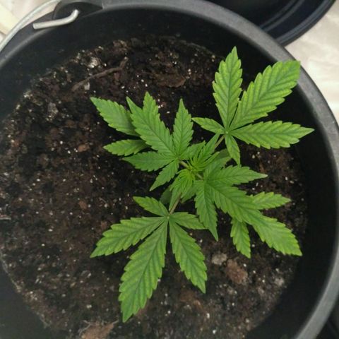 LSD growlog timeline photo