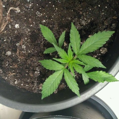 Tutankhamon growlog timeline photo