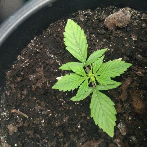 AK 47 Auto growlog timeline photo