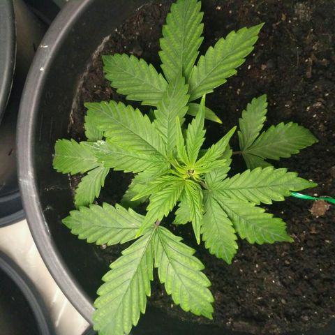 Satori growlog timeline photo