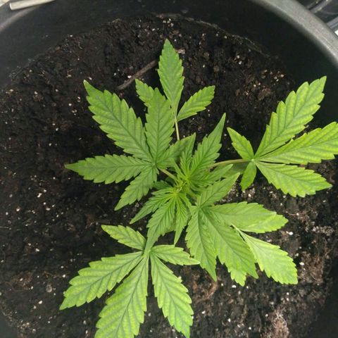LSD growlog timeline photo