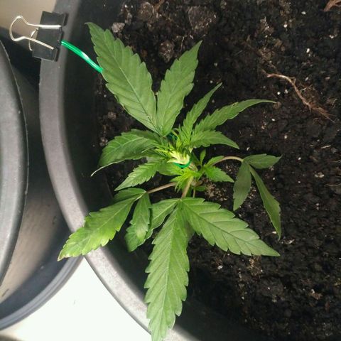 Tutankhamon growlog timeline photo