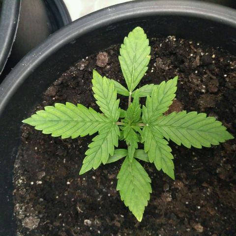 AK 47 Auto growlog timeline photo