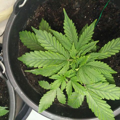 Satori growlog timeline photo