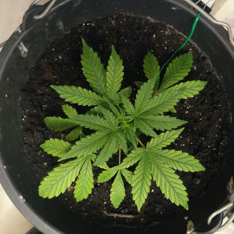 LSD growlog timeline photo