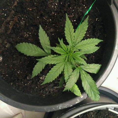 Tutankhamon growlog timeline photo