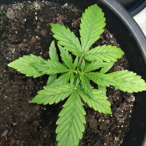 AK 47 Auto growlog timeline photo