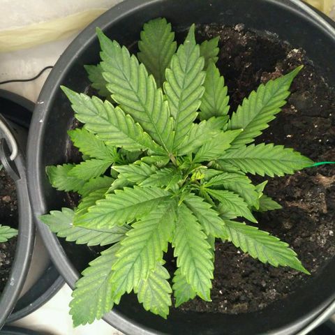 Satori growlog timeline photo