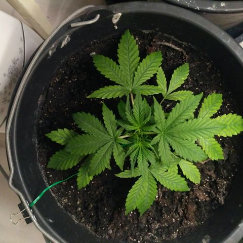 LSD growlog timeline photo