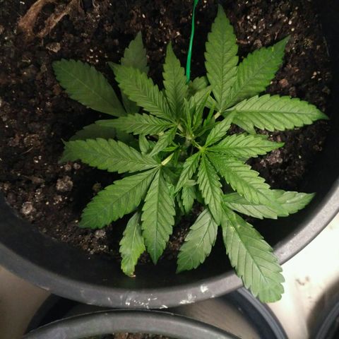 Tutankhamon growlog timeline photo