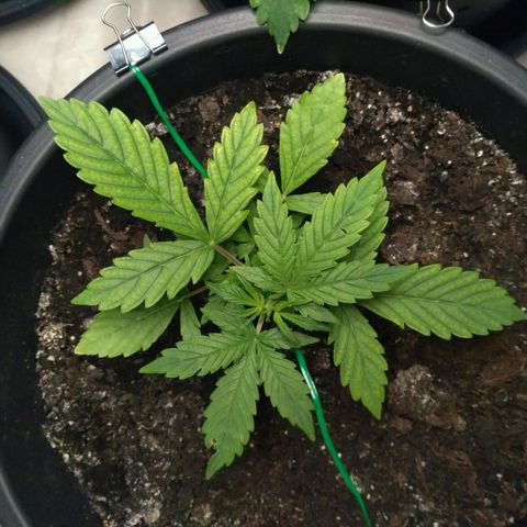 AK 47 Auto growlog timeline photo
