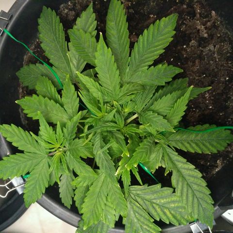 Satori growlog timeline photo
