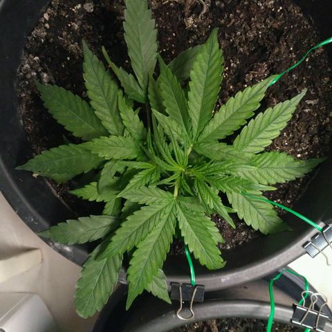 Tutankhamon growlog timeline photo