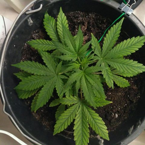 LSD growlog timeline photo