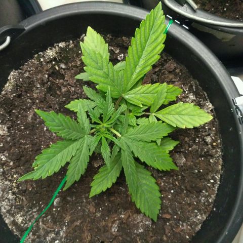 AK 47 Auto growlog timeline photo