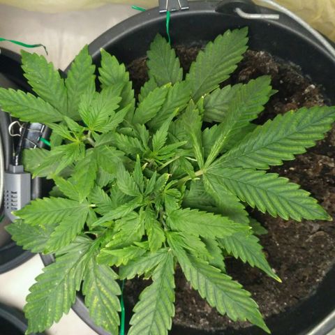 Satori growlog timeline photo