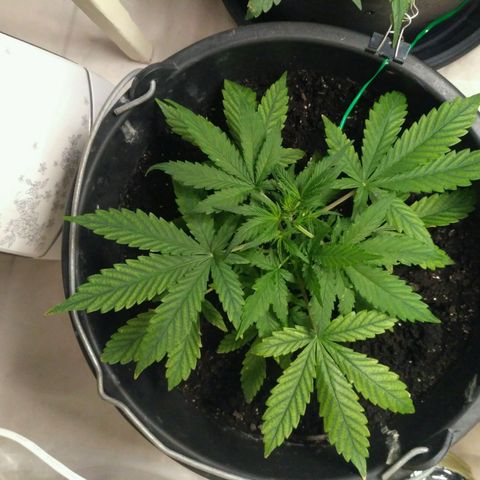 LSD growlog timeline photo