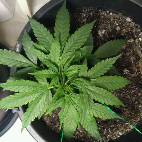 Tutankhamon growlog timeline photo