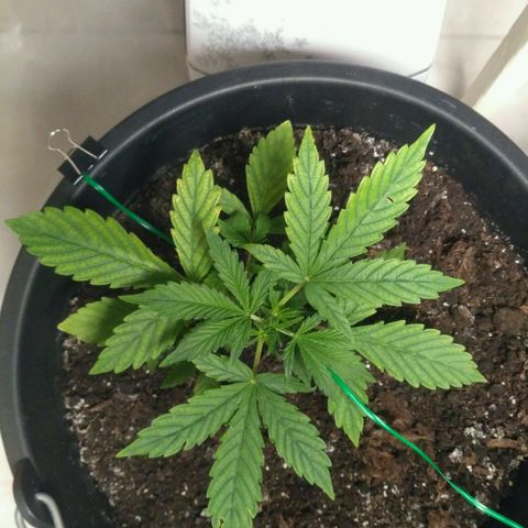 AK 47 Auto growlog timeline photo