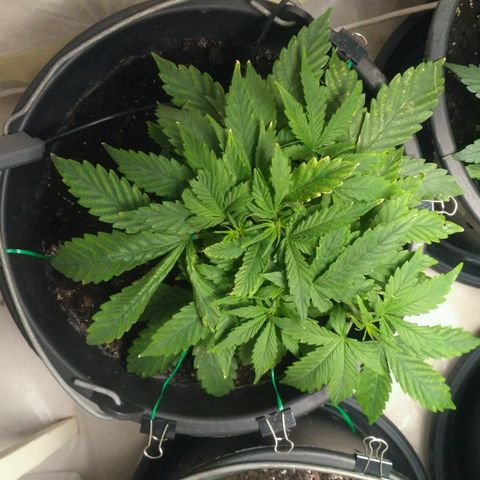Satori growlog timeline photo