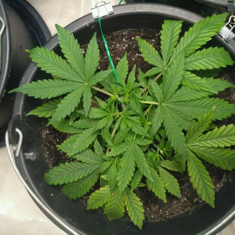 LSD growlog timeline photo