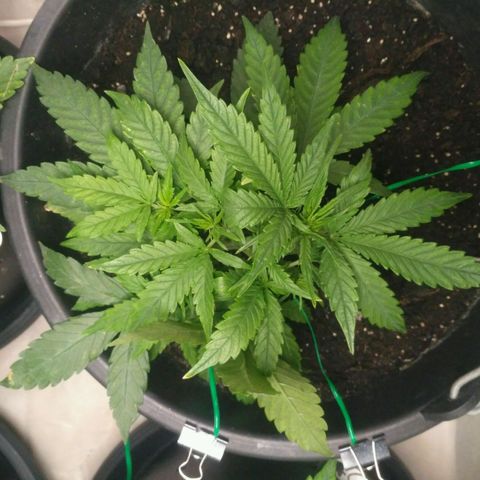 Tutankhamon growlog timeline photo