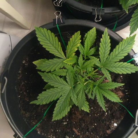 AK 47 Auto growlog timeline photo