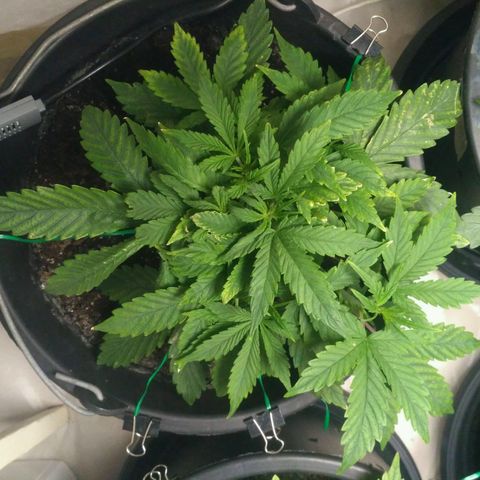 Satori growlog timeline photo