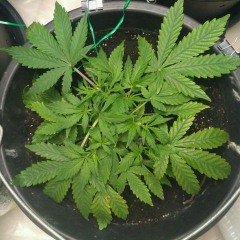 LSD growlog timeline photo
