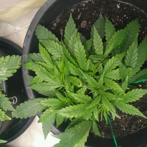 Tutankhamon growlog timeline photo