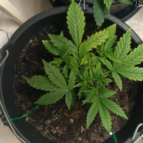 AK 47 Auto growlog timeline photo